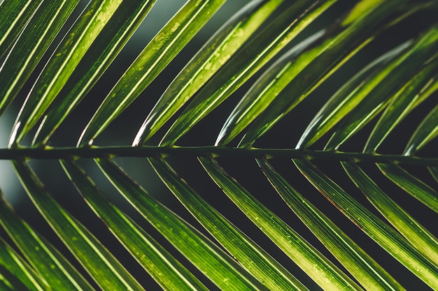 Texture of palm branches. Tropical texture background 