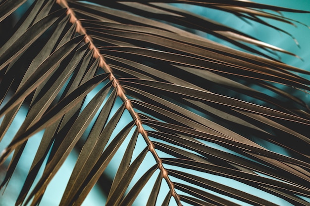 Texture of palm branches. Tropical texture background