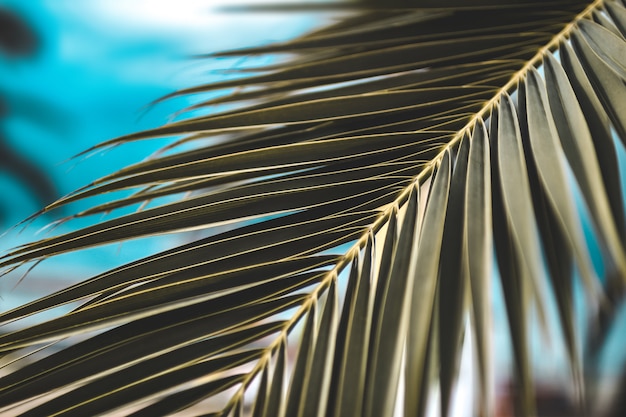 Texture of palm branches. Tropical texture background 