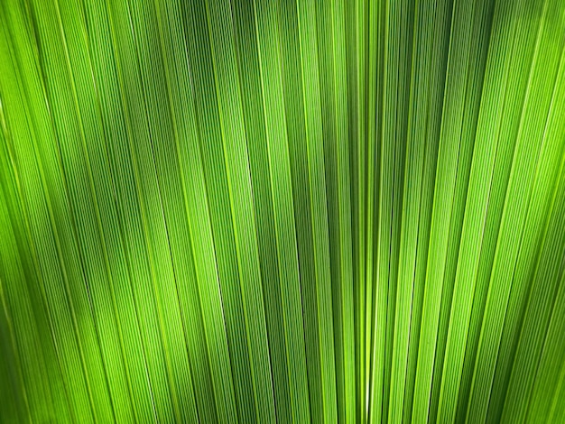 The texture of the palm leaf on the lumen