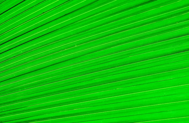 The texture of the palm leaf The texture of the leaf of a tropical tree