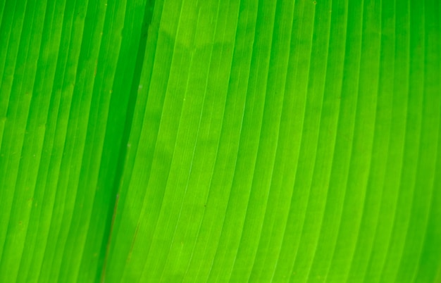 The texture of the palm leaf. The texture of the leaf of a tropical tree.