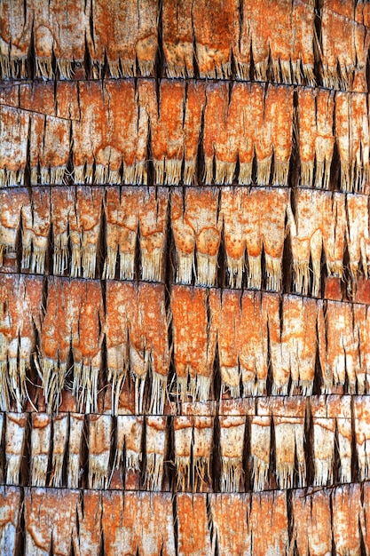 Texture of palm tree bark Beautiful bark pattern Closeup Background texture