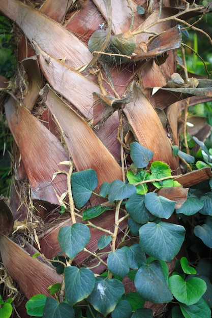 Texture of palm tree bark and green leaves Natural background Closeup for inserting text