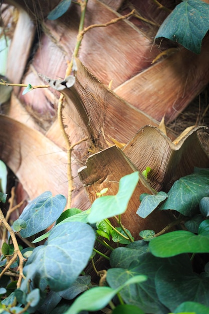 Texture of palm tree bark and green leaves Natural background Closeup for inserting text