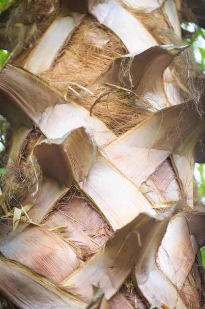 Texture of palm tree bark Natural background Closeup for inserting text