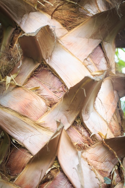 Texture of palm tree bark Natural background Closeup for inserting text