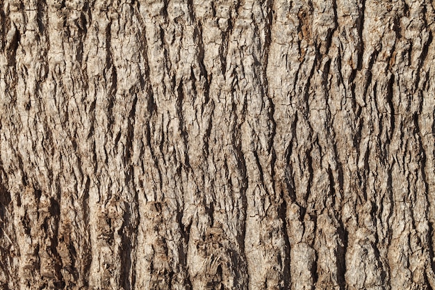 Texture of palm tree bark. 