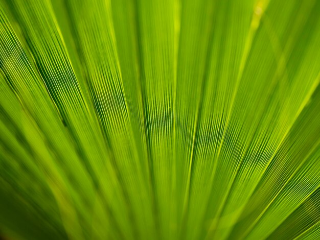 Photo texture of palm tree leaf