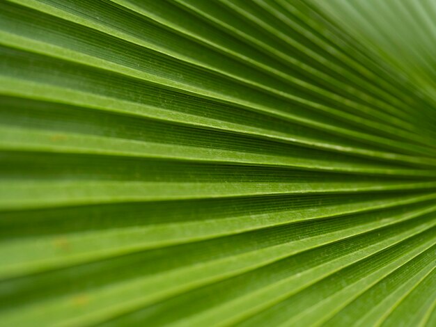 Photo texture of palm tree leaf