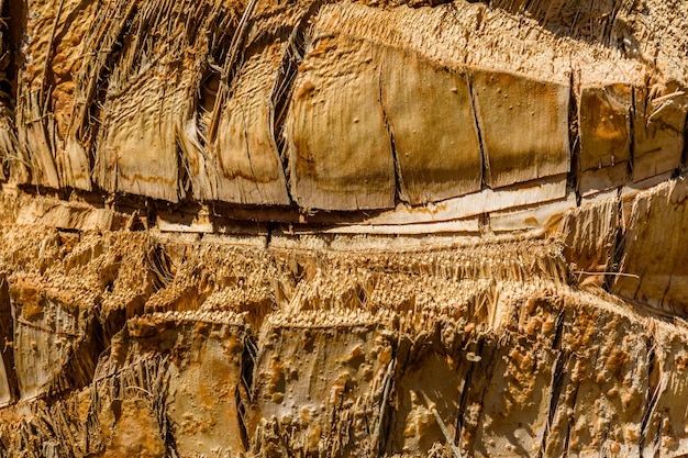 Texture of the palm tree trunk for background