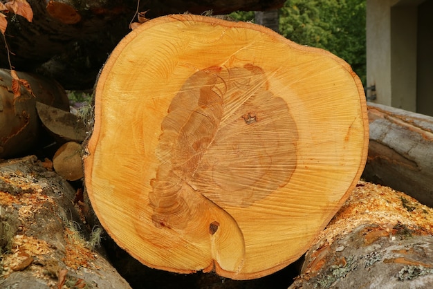 Texture and pattern of the fresh cut tree trunk