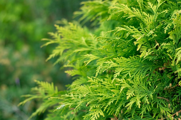 Photo texture of pine branch conifer cedar thuja leaf green texture fresh green leaves