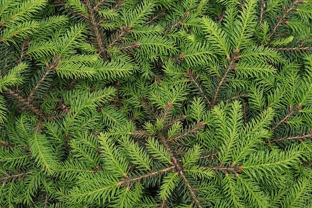 Texture of pine needles