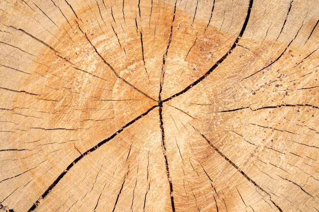 Texture rings with cracks of sliced wood for backgroundxA