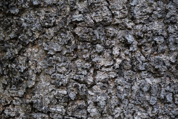 Texture of rough tree skin surface. Texture of rough tree skin surface closeup for background