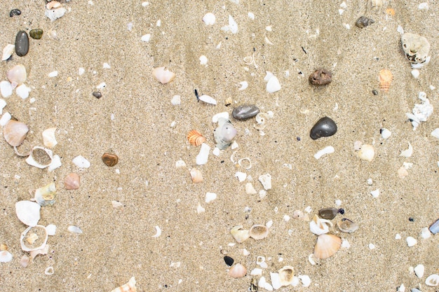 Texture sandy surface with many shells and pebbles brought by the sea to the shore Summer background for design Abstraction in nature