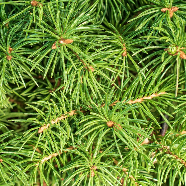 Texture of small branches of decorative garden spruce