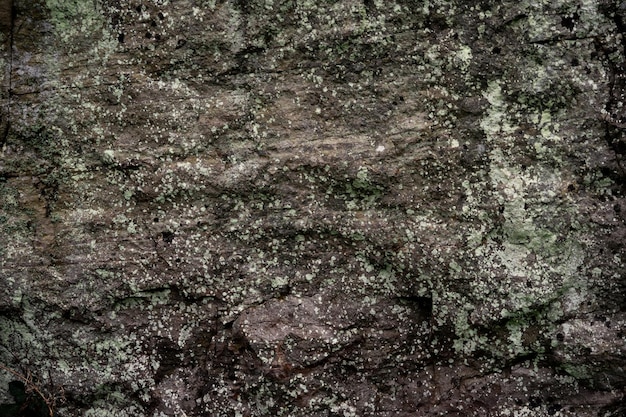 Texture of stone with moss Can be used as background