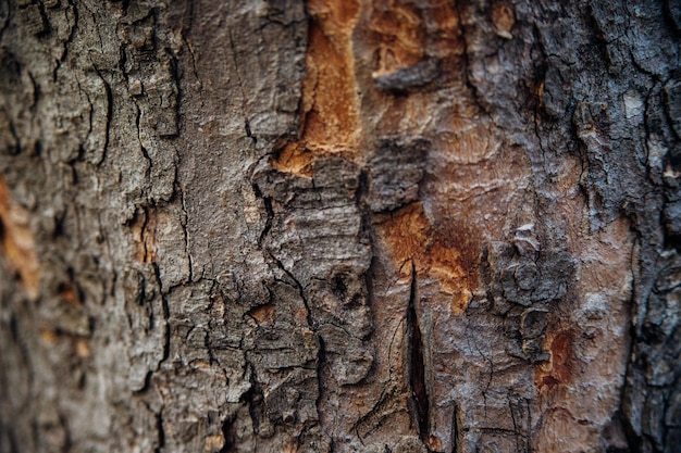 The texture of the tree bark. Tree in the park close-up. Relief texture and background.