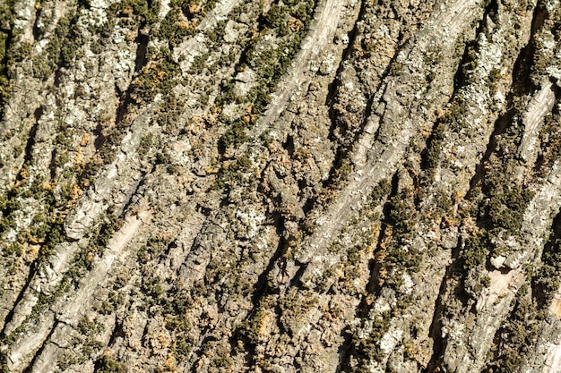 Texture of tree bark with green moss