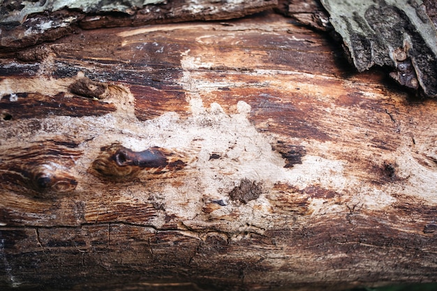 Texture of tree bark Wood closeup Closeup of brown tree bark 