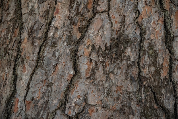 The texture of the trunk of an ageold pine tree closeup