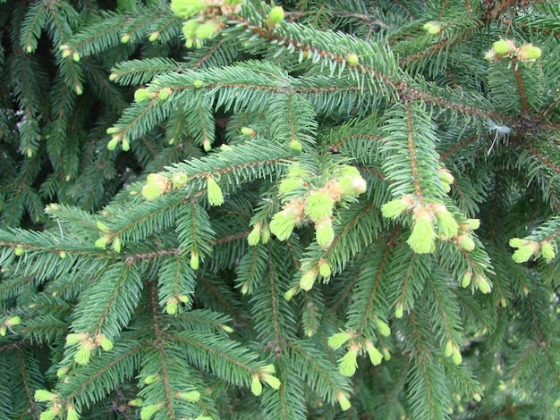 Texture of wall decorated green pine fir branches Christmas decorations background