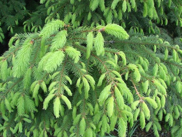 Texture of wall decorated green pine fir branches Christmas decorations background