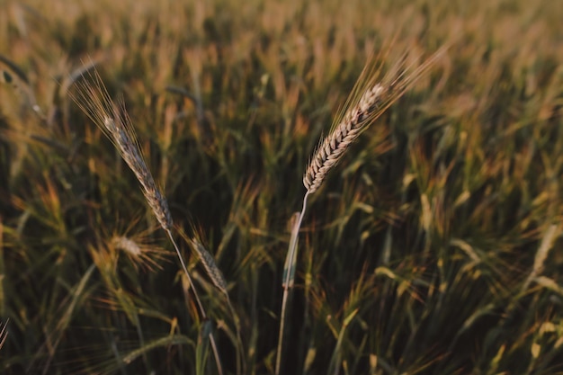 Texture of wheat crops growing in the field