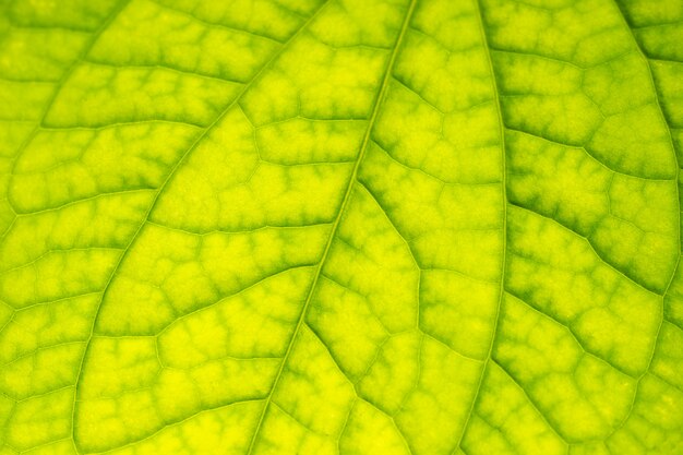 Texture of Wild Betel Leafbush green leaf structure. 