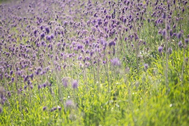 Texture of wildflowers in defocus blur Natural grass background with flowers