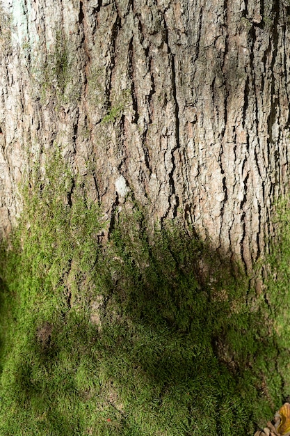 The texture of the wood overgrown with moss, close up view. Moss and lichens on tree bark up close