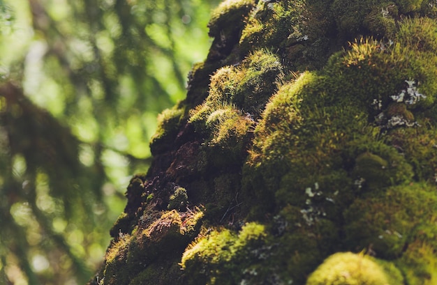 the texture of the wood overgrown with moss