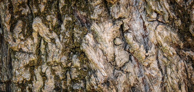 Texture of a wooden background. Selective focus.texture