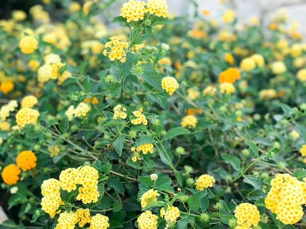 Texture of yellow beautiful soft field flowers with green leaves The background