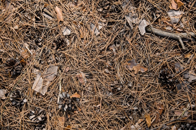 Textured background of the autumn forest floor