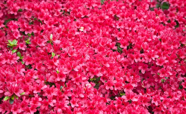 Textured background of beautiful red azalea flowers