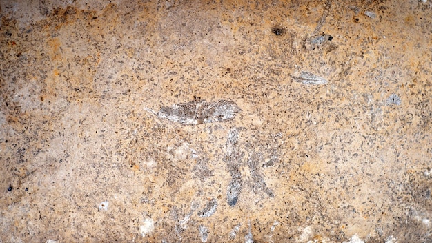 Textured background of the fossil. Ammonite. Huge fossilized shells of ancient mollusk