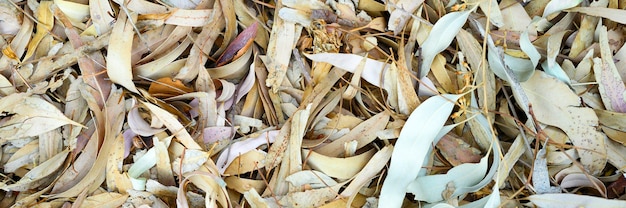 Textured background of heap dry withered fallen autumn leaves of trees.