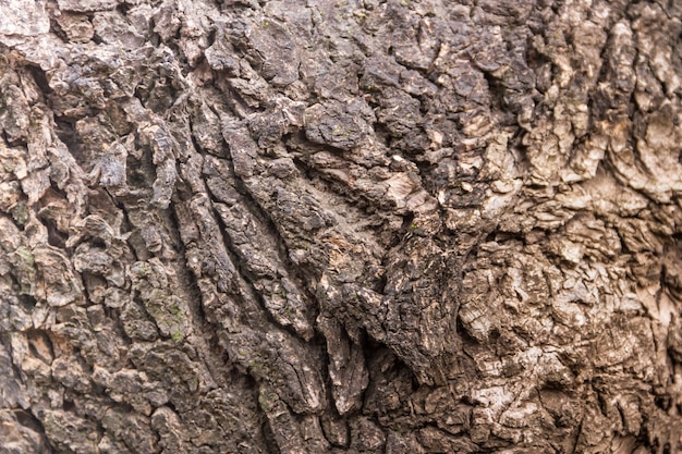 Textured background of tree bark with rust