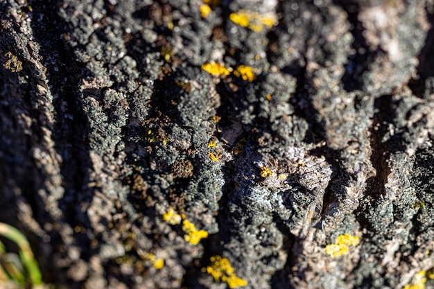 Textured bark on a tree Moss on the bark