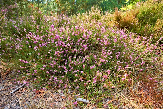 Textured detail of calluna vulgaris blossoming and blooming in wild nature Scenic view of heather plant flowers growing and flowering on green bush or shrub in a remote field meadow or countryside