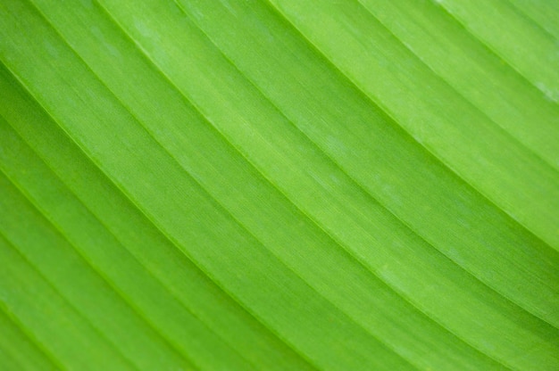 Textured green leaf close up