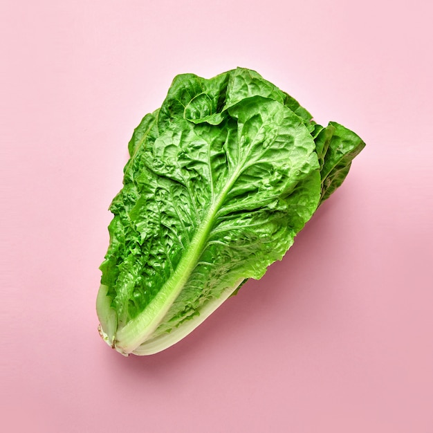 Textured salad romano on madern pink background isolated