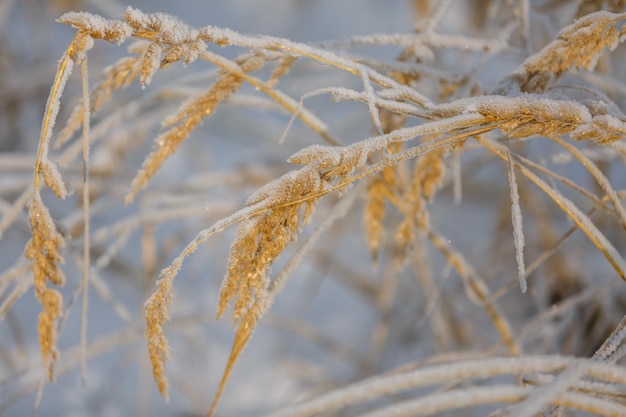 Textures christmas background closeup snow grass patterns