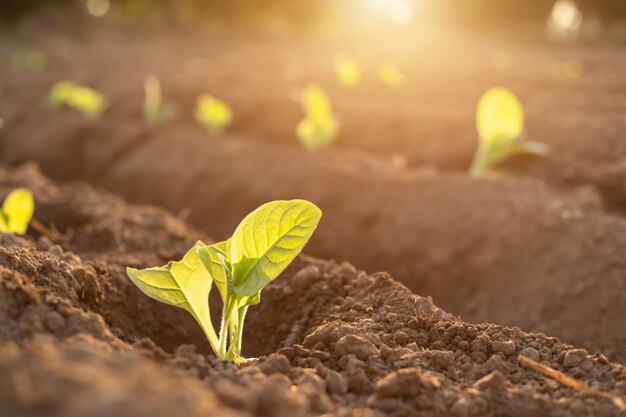 Thai agriculturist planting green tobacco in the field