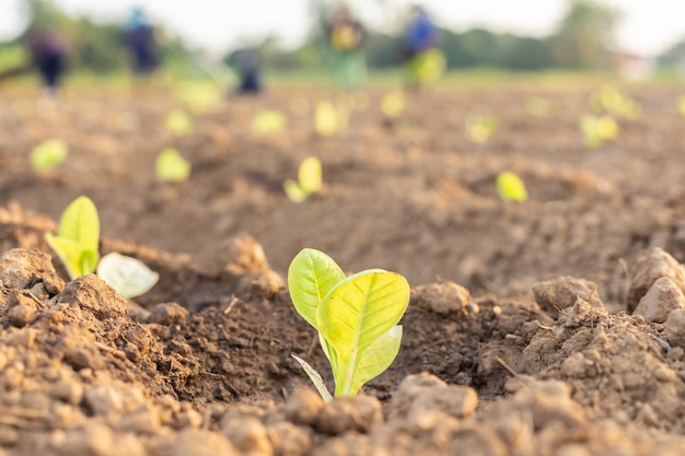 Thai agriculturist planting the young of green tobacco in the field at northern of ThailandxA