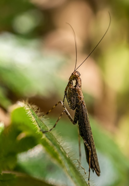 Thai bark mantis on a leaf