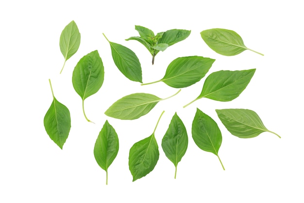 Thai basil leaves isolated on white background